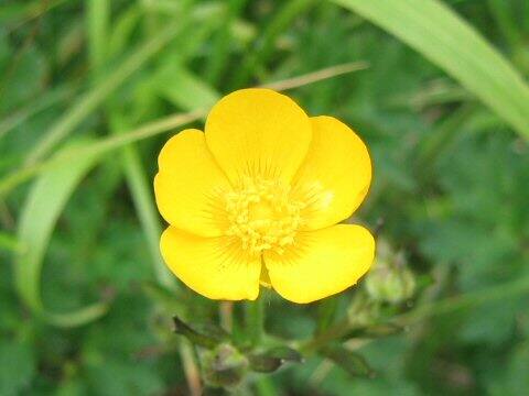 Trollius riederianus var. japonicus