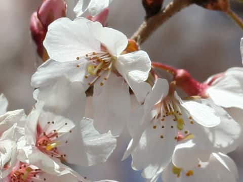 Prunus x subhirtella cv. Semperflorens