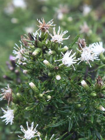 Cirsium confertissimum