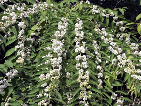 Callicarpa dichotoma var. albi-fructus
