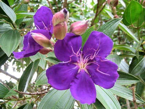 Tibouchina urvilleana
