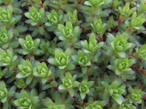Saxifraga cherlerioides var. rebunshirensis