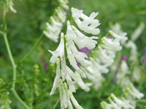 Vicia cracca
