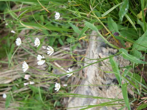 Ixeris dentata ssp. kimurana f. albescens