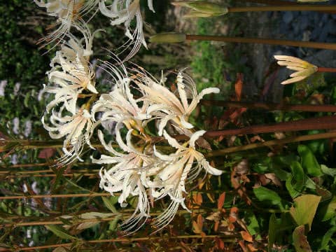 Lycoris albiflora