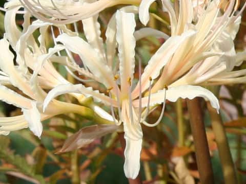 Lycoris albiflora