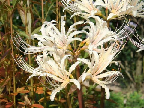 Lycoris albiflora