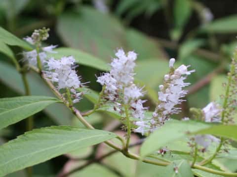Keiskea japonica