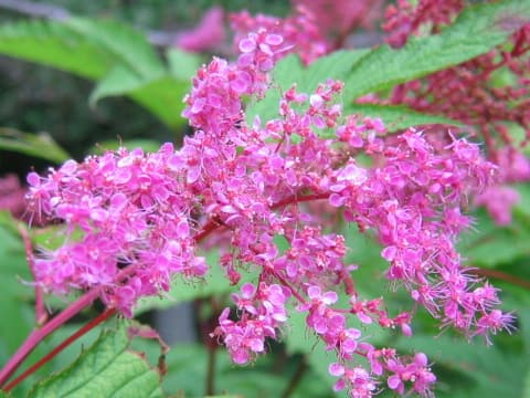 Filipendula multijuga
