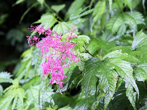 Filipendula multijuga