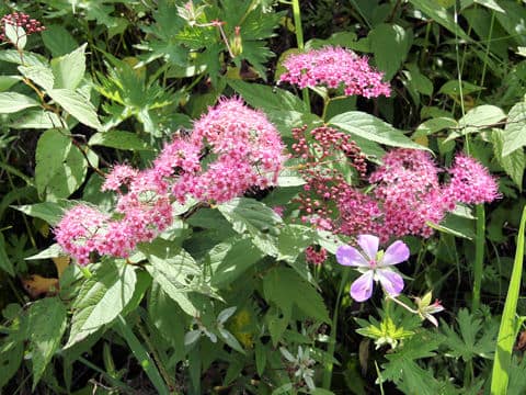 Spiraea japonica