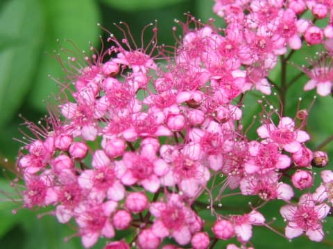 Spiraea japonica