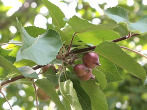Aleurites fordii