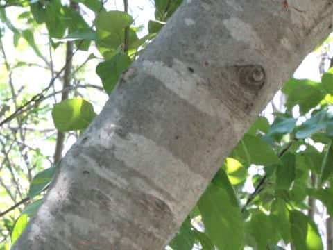 Aleurites fordii