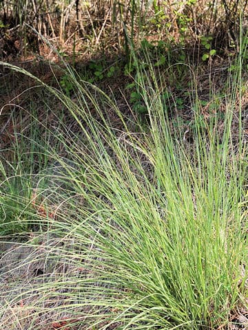 Eragrostis curvula