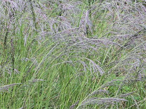 Eragrostis curvula