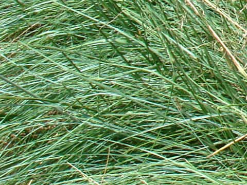 Eragrostis curvula