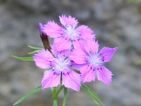 Dianthus shinanensis