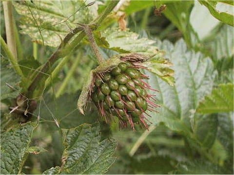Rubus yabei var. marmoratus