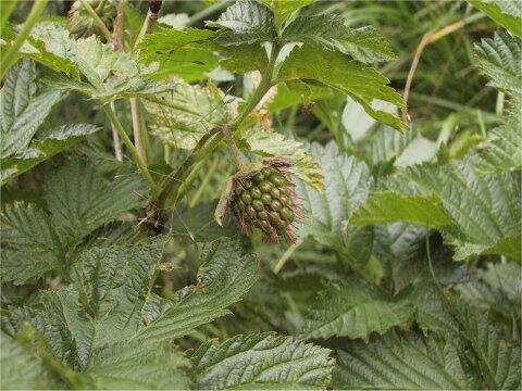 Rubus yabei var. marmoratus