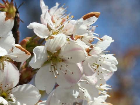 Prunus pseudocerasus
