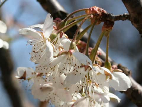 Prunus pseudocerasus