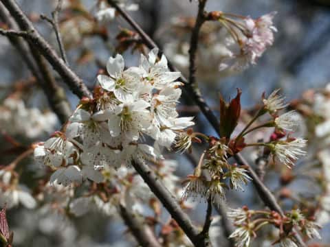 Prunus pseudocerasus