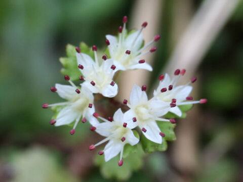 Chrysosplenium album
