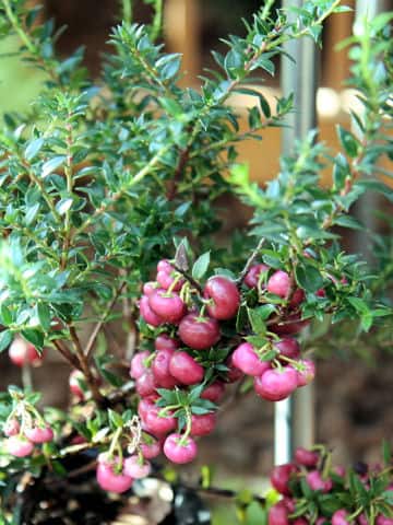 Pernettya mucronata