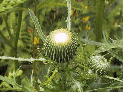 Cirsium japonicum f. albiflorum