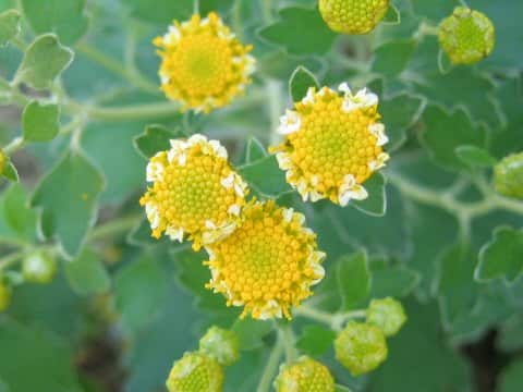 Chrysanthemum shiwogiku
