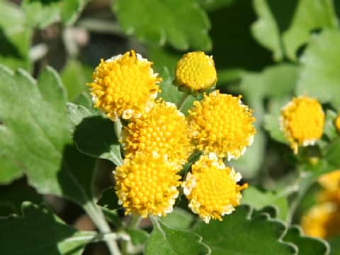 Chrysanthemum shiwogiku