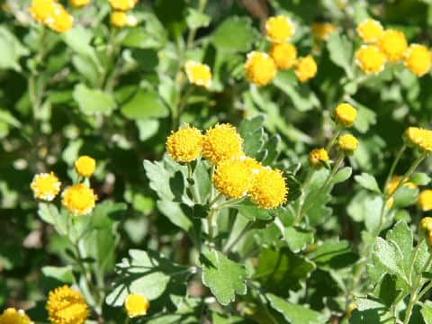 Chrysanthemum shiwogiku