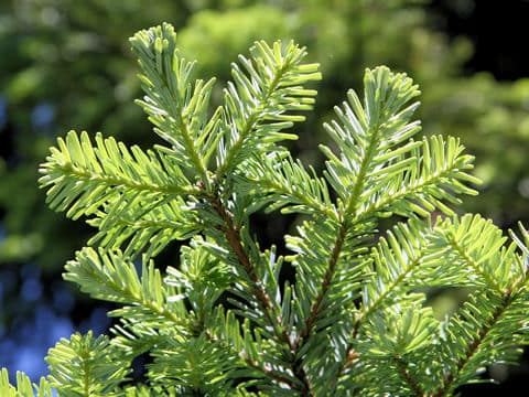 Abies veitchii
