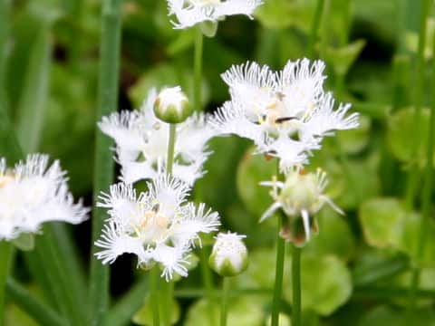 Parnassia foliosa var. nummularia