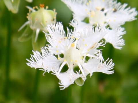 Parnassia foliosa var. nummularia