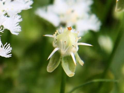Parnassia foliosa var. nummularia