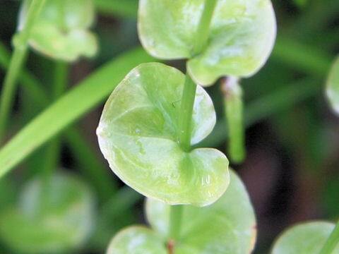 Parnassia foliosa var. nummularia