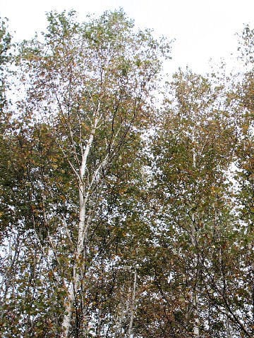 Betula platyphylla var. japonica