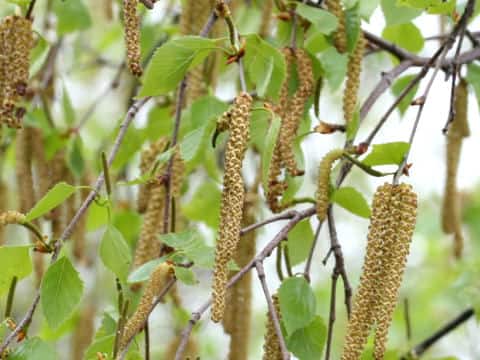 Betula platyphylla var. japonica