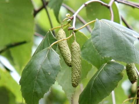 Betula platyphylla var. japonica