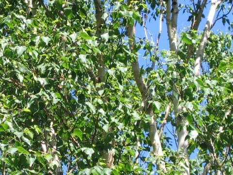 Betula platyphylla var. japonica