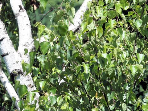 Betula platyphylla var. japonica