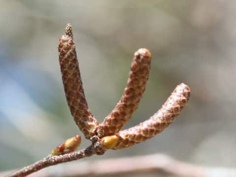 Betula platyphylla var. japonica