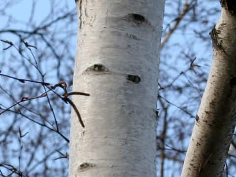 Betula platyphylla var. japonica