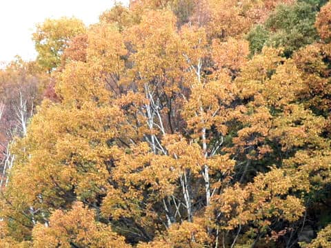 Betula platyphylla var. japonica