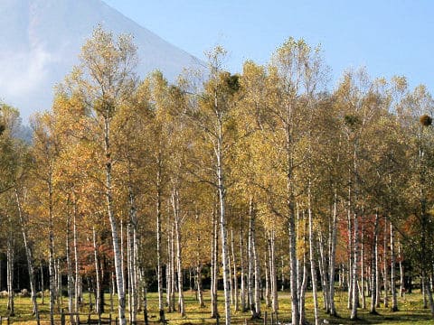 Betula platyphylla var. japonica