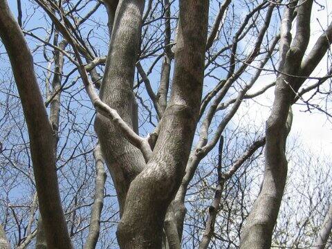 Sapium japonicum