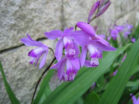 Bletilla striata