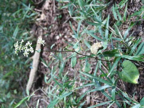 Aster scaber